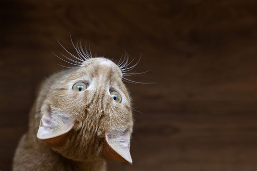After 9 years, a Richland Hills cat cafe’s future is uncertain