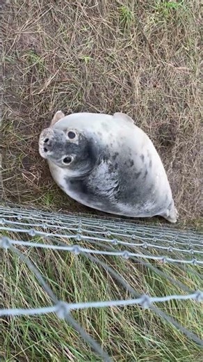 Seal Pup Resting by the Fence | Raw Wildlife Moment #wildlife