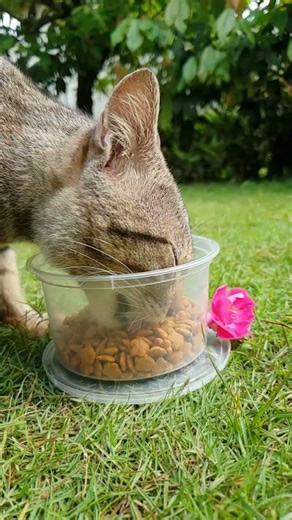 Lonely Meow… Eating Without Friends 😿 #cat #cute #kucing