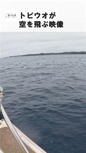 【貴重映像】海面スレスレを飛ぶ「トビウオ」、すごくない？
