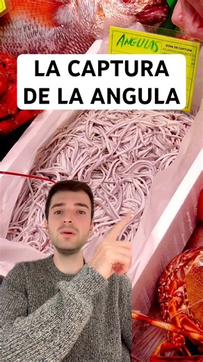 LA CAPTURA DE LA ANGULA #anguila #extinción #pesca #gastronomia #biologiamarina #peligrodeextincion