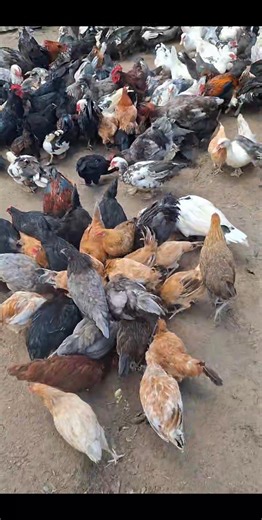 8.3K views · 43 reactions | Common Fowl & Local Duck For Sale  Common Fowl – $25/lb 閭 Local Duck – $26/lb  Chin Chin Road, Cunupia  Call or WhatsApp: 338-0762 | Free-Range Poultry Farming | Facebook
