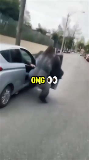 A gorilla escapes from a zoo and steals a car parked next to it. After stealing the car, the gorilla loses control and crashes into other parked vehicles. #gorila #gorilla #monkey #wildlife #wildanimals #macaco #gorila #zoológico #animais #animals #notícias #noticias #noticia #news #breakingnews #noticiario #crash | Kenny Slowbird