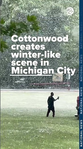 Is that snow in June? No, they're cottonwood seeds floating in the air!