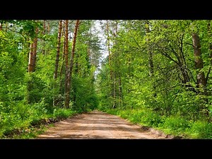 Sounds of the spring forest. Forest atmosphere, birdsong