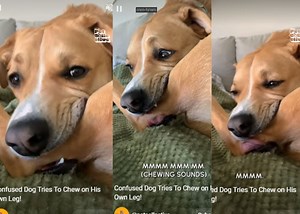 Viral YouTube Short | Daydreaming dog confusedly bites own leg [Video]