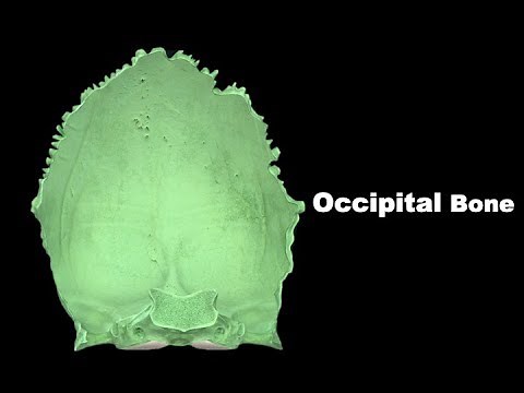 Osteology of Head & Neck - Occipital Bone #Anatomy #mbbs #bds #education