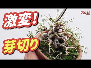 Now you'll get it! ✨ [Where to cut when pruning pine shoots! ✂️] For beginners / How to make bonsai