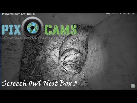 PixCams.com Screech Owl Nest Box 5 Live Stream