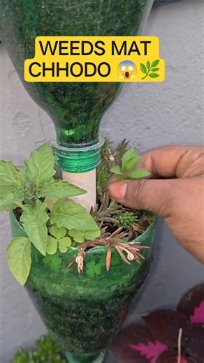 Portulaca Plant Care | WEEDS Mat Chhodo for More Flowers 🌸 #Shorts