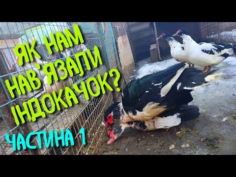 WHERE DID THE TURKEY DUCKS IN THE YARD COME FROM?? PART ONE