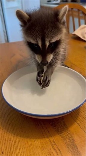 My baby raccoon's meticulous food washing ritual! 🦝🧼