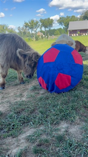 5.3K views · 174 reactions | Teddy and Jack are JUMPING for joy for their early birthday present! The Jolly Ball arrived this week and the highland minis are enjoying some play time (Jack isn’t sure yet浪) Come wish them a Happy Birthday on September 6th- Teddy and Jack's Birthday Bash | Stone View Farm | Facebook