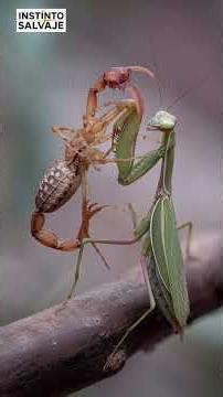 Praying mantis vs scorpion: speed vs venom