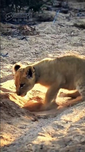 A Lion Cub's Tiny Paws Against the Sand 🐾🦁