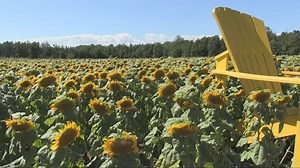 Sunflower fields in full bloom for limited time