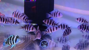 1K views · 13 reactions | ✅Make Your Aquarium Stand Out! From vibrant Discus to majestic Arowana – we’ve got exotic fish to mesmerize your guests Visit us at: 36 D.C Dey Road, Tangra, Kolkata – 700015 Or order online from anywhere in India! #AquariumAddict #TropicalFishIndia #FishShopKolkata #ExoticFish #AquariumVibes #AshokAquarium | Ashok-Aqua | Facebook