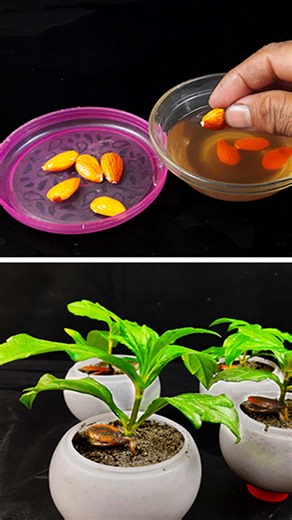 27K views · 173 reactions | How to grow Almond tree at Home - The EASIEST Way to Grow Almonds Tree | Rana Craft | Facebook