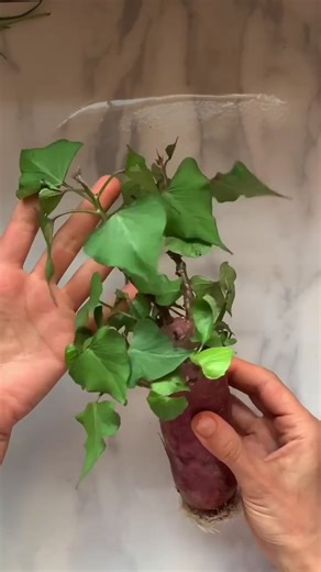 Growing Your Own Potato Tree: Tips and Tricks