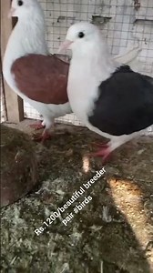 Talking Parrots and Exotic Birds For Sale | Must Watch 2025"ùRs.1200#birds #birdworld #cockatoos