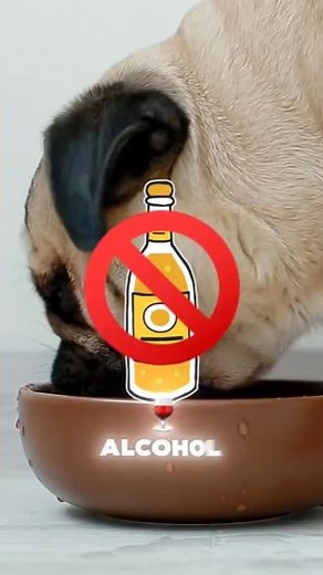 Your dog can die if it drinks alcohol 🚫