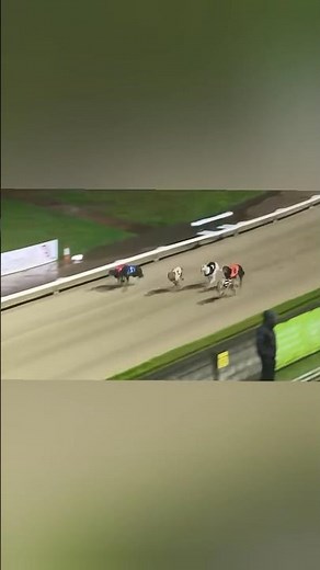 Greyhound Track Race 2026 | Top Speed Action#greyhoundrace #greyhoundlife #topspeed #greyhound2026