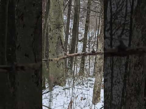 How Turkeys Call in the wild