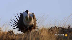 For a few weeks in spring, the plains of Wyoming become a veritable dance floor, where greater sage grouse and male greater prairie chickens bust out their best moves to make sure nearby females take note. 🎥America's Wild Seasons | Smithsonian Channel