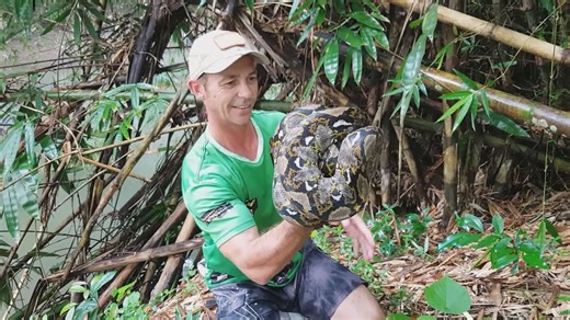 Witnessing enormous python strike during handling caught on camera
