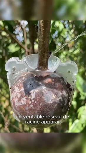 🌳 The farmers' secret to creating a new tree in a few weeks!