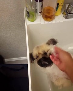 Bath time!💦😍 | Dogs Life