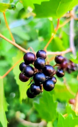 28K views · 713 reactions | Battle Royale 101: Muscadine Grapes vs. Seeded Table Grapes | The Weeds and Seeds Guy | Facebook