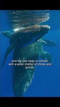 It's showing off its singing competition skills at the bottom of the sea #wildlife #animals #shorts