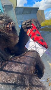 Virgil found his Stocking! Sponsor a Stocking today by clicking this link‼️ https://bit.ly/4jakvHi?r=lp&m=Mmbemw3mc4m #chimpmas #chimpanzee | Save the Chimps, Inc.