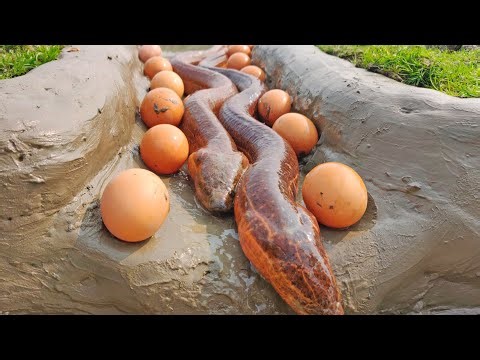 Unbelievable Eel Fishing | Catching Eel Fish With Hen Eggs