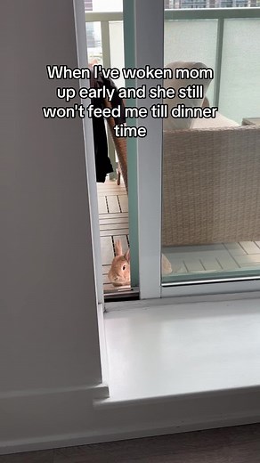 Taming Bunnies in Minecraft: Tips and Tricks