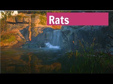 Where to find rats in Red Dead redemption 2!