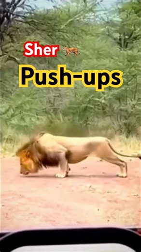Isko khte h tiger push up #lion