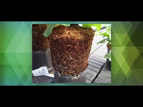 Jiffy Products Sri Lanka