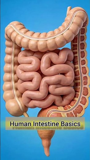 The Human Intestine: How Our Body Absorbs Nutrients and Removes Waste