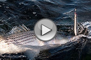 How-To: Load A Cotton Cordell Pencil Popper - On The Water