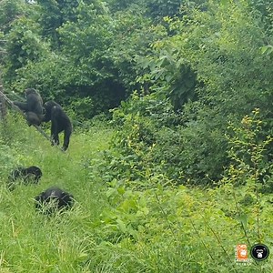 207K views · 10K reactions | The wooded areas used by our chimpanzees...