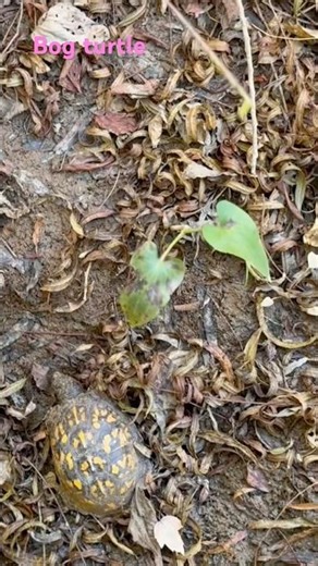 Meet the Rare endangered Bog Turtle - have you seen those ever ? #turtle #wildlife