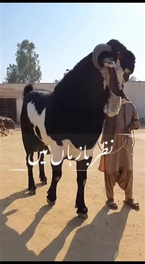 Duniya Ka Sab Se Bara Bakra: Amazing Animal Videos