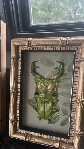 4.6K views · 55 reactions | You've got to check out this DIY Academia Style Beetle Shadow Box! It is a really fun project and comes together so beautifully with the Faux Box mould bamboo framing. And if the beetles from the Specimen Mould aren't your thing, you can always fill the box with something you like more. 珞 Click here for the tutorial: https://ironorchiddesigns.com/blogs/news/diy-dark-academia-botanical-beetle-shadow-box | IOD - Iron Orchid Designs | Facebook