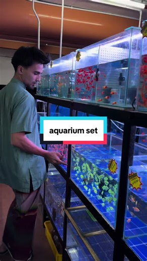 Setting Up Your Dream Aquarium: A Complete Guide