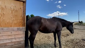 5.7K views · 108 reactions |  DIY Horse Scratching Post: Turn a simple broom into your horse's new favorite scratcher! Watch how @bethanys-herd built hers. We want to see your scratching post ideas! Share your horse scratching post photos in the comments below! | Best of America by Horseback | Facebook