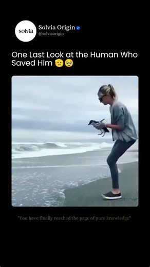 Solvia Origin on Instagram: "Why This Penguin Looked Back Before Returning to the Ocean - Before entering the sea, this penguin pauses and turns back—an action that may look emotional, but is driven by biology. Penguins rely on visual recognition, spatial memory, and environmental assessment. Research shows they can identify individual humans, shoreline features, and surrounding conditions after brief interactions. This backward glance is likely a final orientation check, helping the penguin con