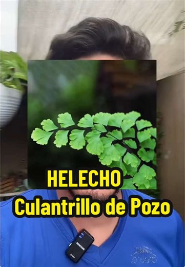 Cuidado del Adiantum capillus: Guía Esencial