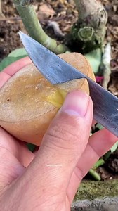 Try using potatoes to stimulate rooting of rose plants #shorts | Nico-Jackson-Zoey